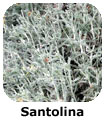 Santolina